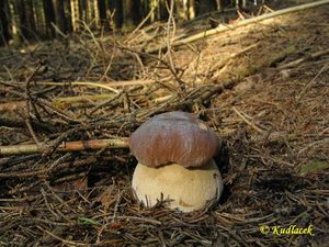 Klikni pro velký obrázek