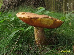 Klikni pro velký obrázek