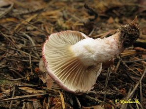 Klikni pro velký obrázek