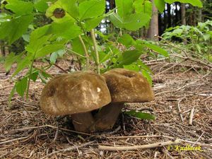 Klikni pro velký obrázek