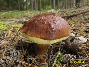 Klikni pro velký obrázek