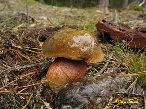 Klikni pro velký obrázek