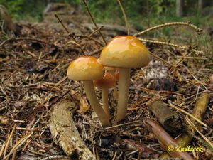 Klikni pro velký obrázek