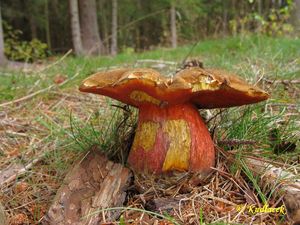 Klikni pro velký obrázek