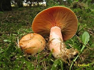 Klikni pro velký obrázek