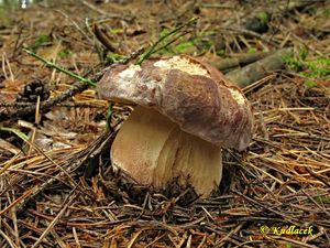 Klikni pro velký obrázek