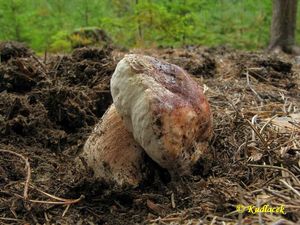 Klikni pro velký obrázek