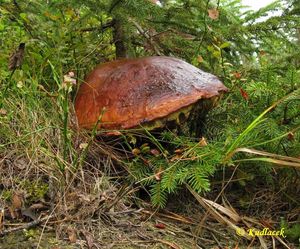 Klikni pro velký obrázek