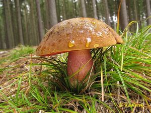 Klikni pro velký obrázek