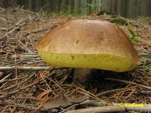 Klikni pro velký obrázek