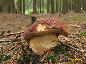 Klikni pro velký obrázek