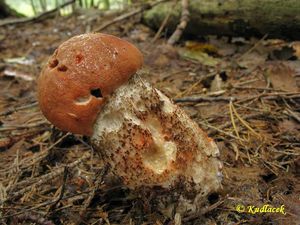 Klikni pro velký obrázek