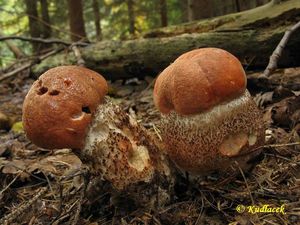 Klikni pro velký obrázek