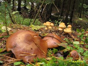 Klikni pro velký obrázek