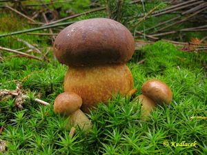 Klikni pro velký obrázek