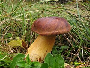 Klikni pro velký obrázek