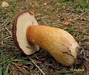 Klikni pro velký obrázek