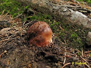 Klikni pro velký obrázek