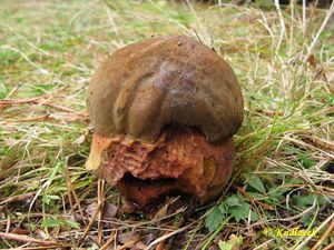 Klikni pro velký obrázek