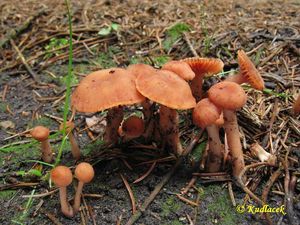 Klikni pro velký obrázek