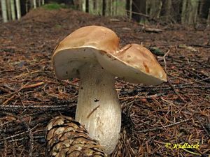 Klikni pro velký obrázek