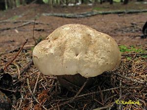 Klikni pro velký obrázek