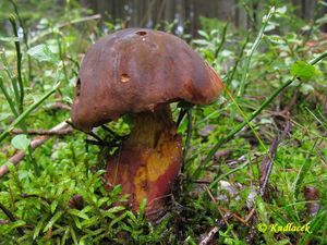 Klikni pro velký obrázek