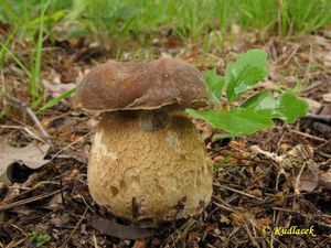 Klikni pro velký obrázek