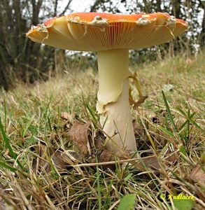 Klikni pro velký obrázek