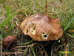 Klikni pro velký obrázek