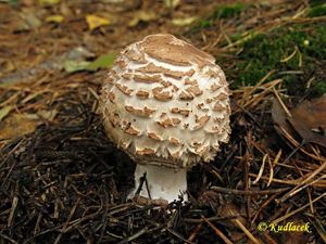 Klikni pro velký obrázek