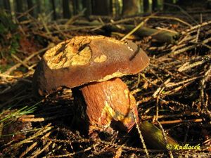 Klikni pro velký obrázek