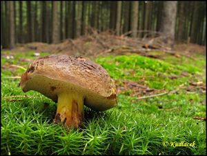 Klikni pro velký obrázek