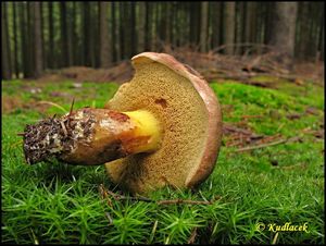 Klikni pro velký obrázek