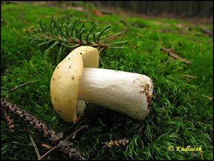 Klikni pro velký obrázek