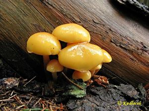 Klikni pro velký obrázek