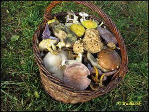 Klikni pro velký obrázek