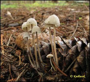 Klikni pro velký obrázek