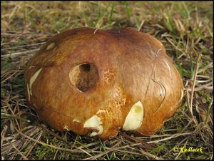 Klikni pro velký obrázek