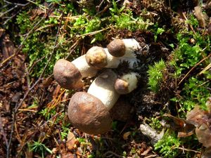 Klikni pro velký obrázek