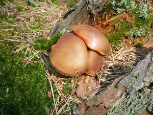 Klikni pro velký obrázek