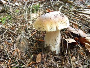 Klikni pro velký obrázek