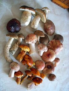 Klikni pro velký obrázek