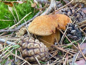 Klikni pro velký obrázek