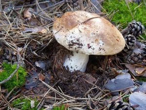 Klikni pro velký obrázek