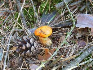 Klikni pro velký obrázek