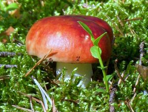 Klikni pro velký obrázek