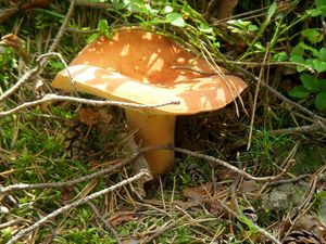 Klikni pro velký obrázek