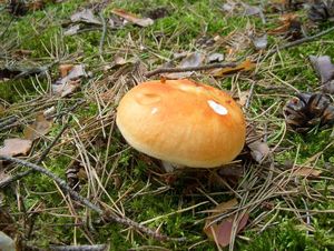 Klikni pro velký obrázek