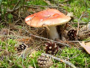 Klikni pro velký obrázek